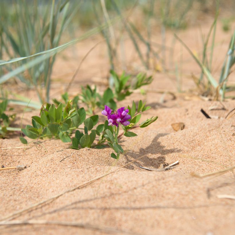 Strand-Platterbse - Lathyrus maritimus (Wuchs)