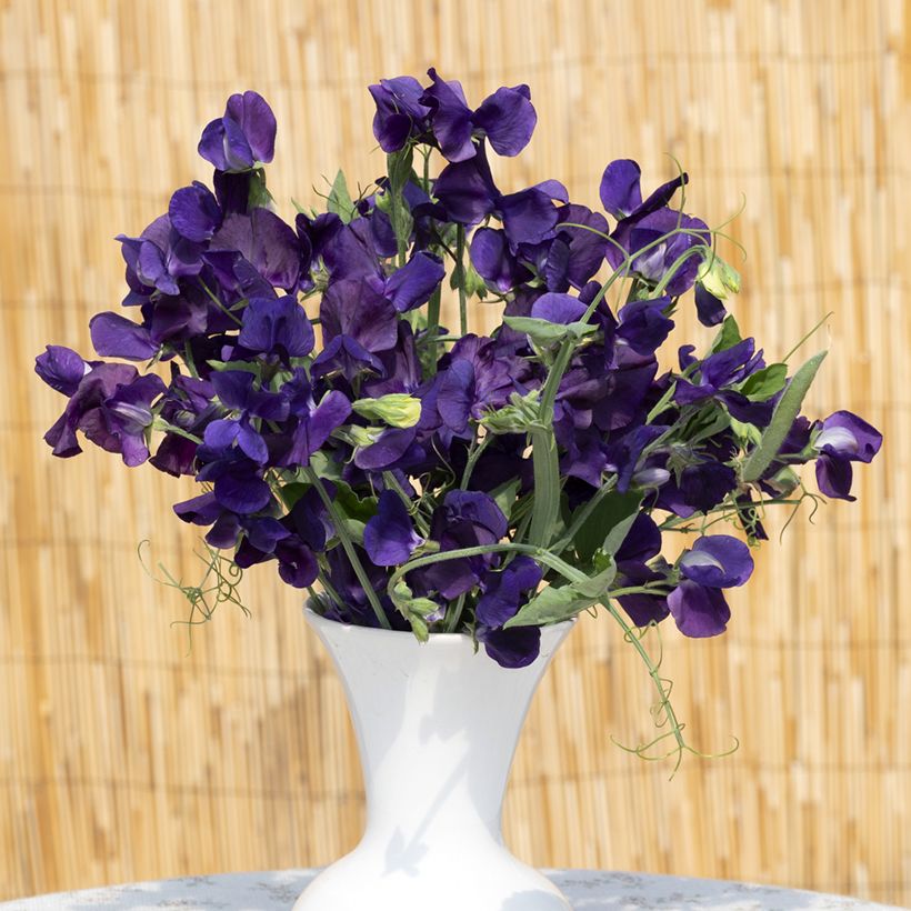 Duftwicke King Size Navy Blue (Samen) - Lathyrus odoratus (Blüte)