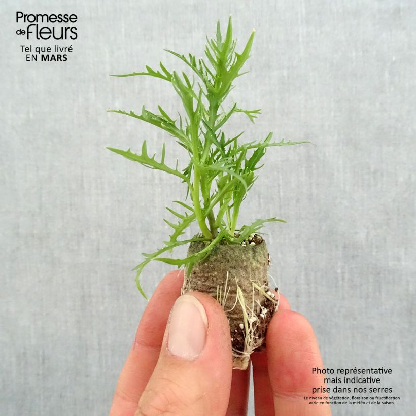 Exemplar von Isotoma axillaris Patti's Pink - Schein-Lobelie Mini-Plug Ø 3/4 cm wie im Frühjahr geliefert