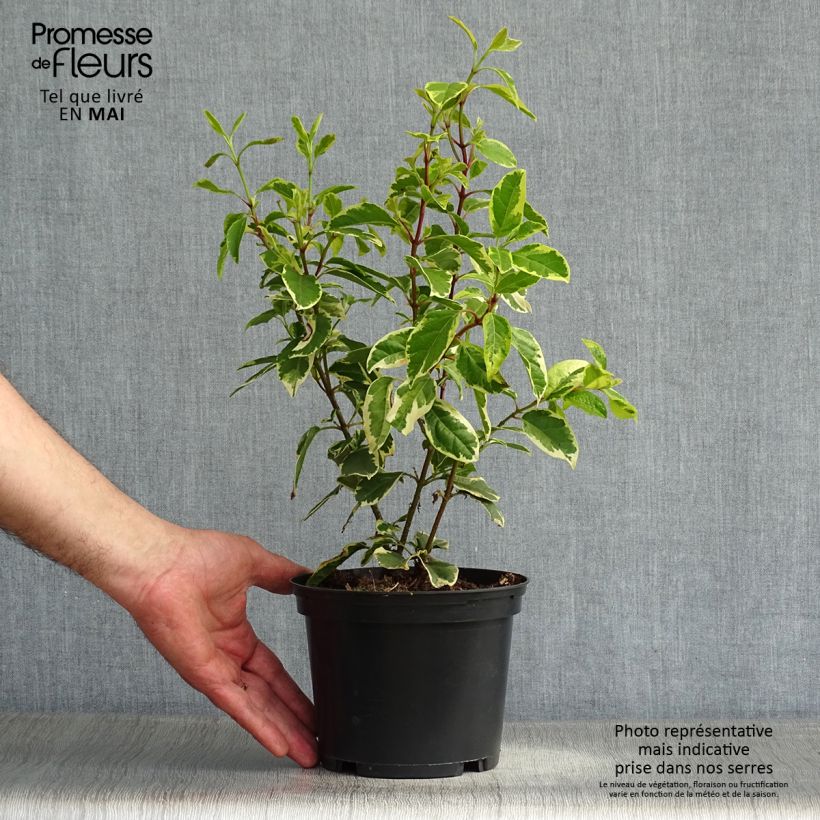 Exemplar von Lorbeerblättriger Schneeball Variegatum - Viburnum tinus Topf mit 2L/3L wie im Frühjahr geliefert