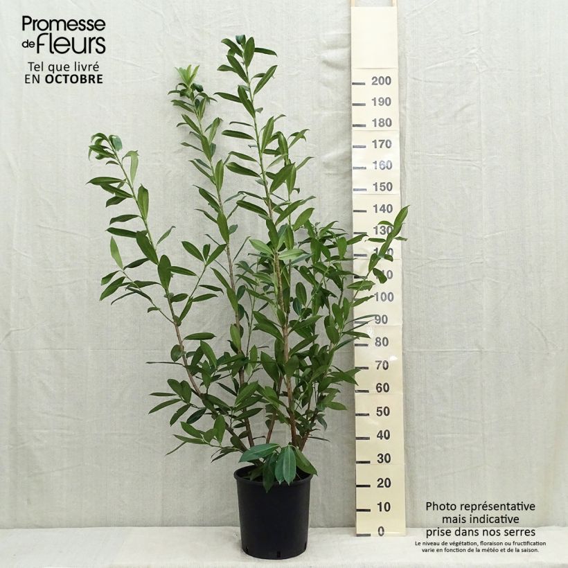 Exemplar von Kirschlorbeer Caucasica - Prunus laurocerasus Topf mit 12L/15L wie im Sommer geliefert
