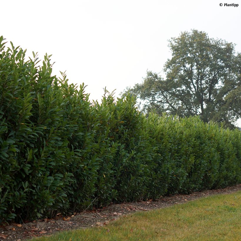 Kirschlorbeer Elly - Prunus laurocerasus (Plant habit)