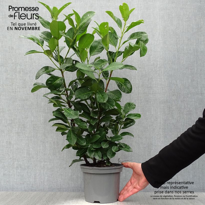 Exemplar von Kirschlorbeer Etna - Prunus laurocerasus Topf mit 2L/3L wie im Herbst geliefert