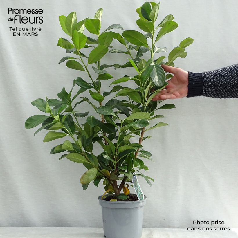 Example of Kirschlorbeer Etna - Prunus laurocerasus Topf mit 2L/3L as you get in printemps