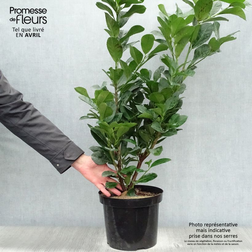 Example of Kirschlorbeer Etna - Prunus laurocerasus Topf mit 4L/5L as you get in printemps