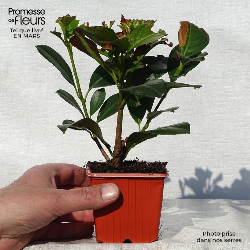 Example of Kirschlorbeer Etna - Prunus laurocerasus Kleine Töpfe von 8/9 cm as you get in printemps