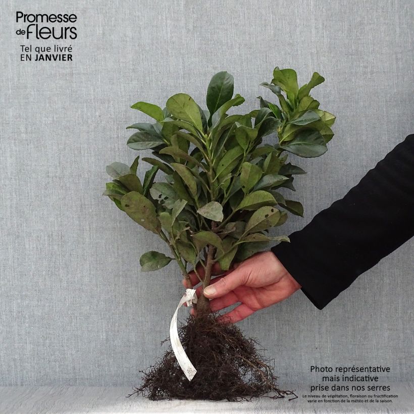 Example of Kirschlorbeer Etna - Prunus laurocerasus Wurzelnackt as you get in hiver
