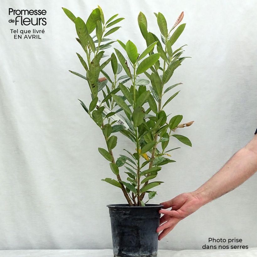 Example of Kirschlorbeer Greentorch - Prunus laurocerasus Topf mit 3L/4L as you get in printemps
