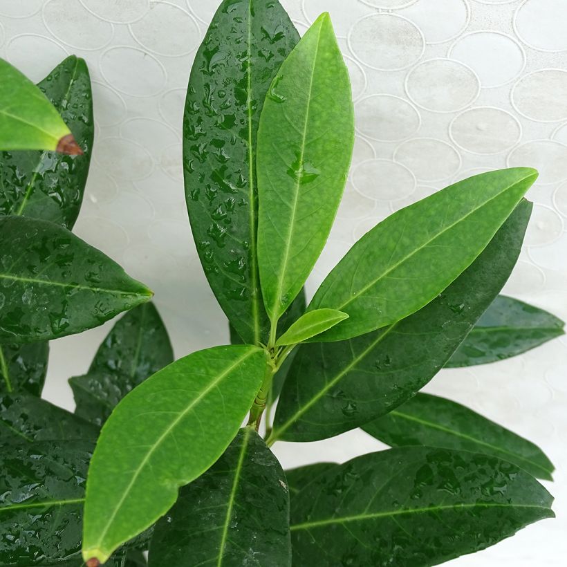 Kirschlorbeer Herbergii - Prunus laurocerasus (Foliage)