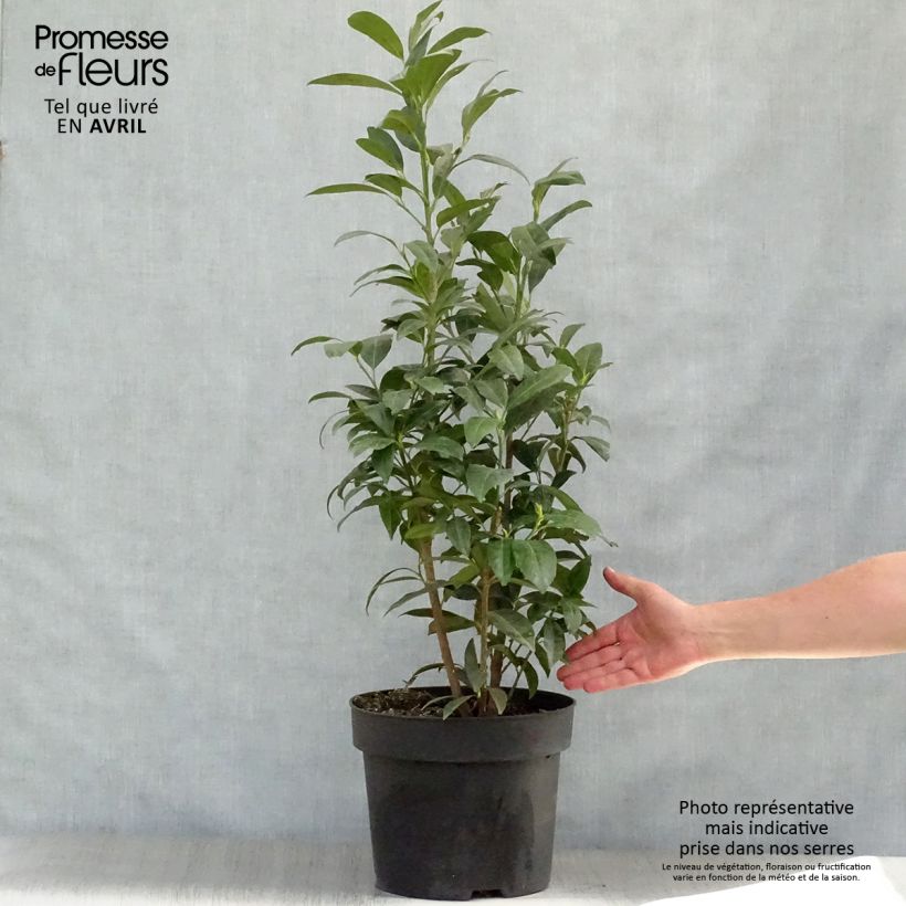 Example of Kirschlorbeer Herbergii - Prunus laurocerasus Topf mit 7,5L/10L as you get in printemps