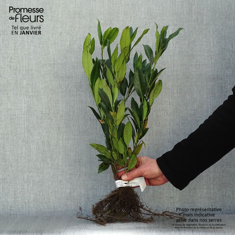 Example of Kirschlorbeer Herbergii - Prunus laurocerasus Wurzelnackt as you get in hiver