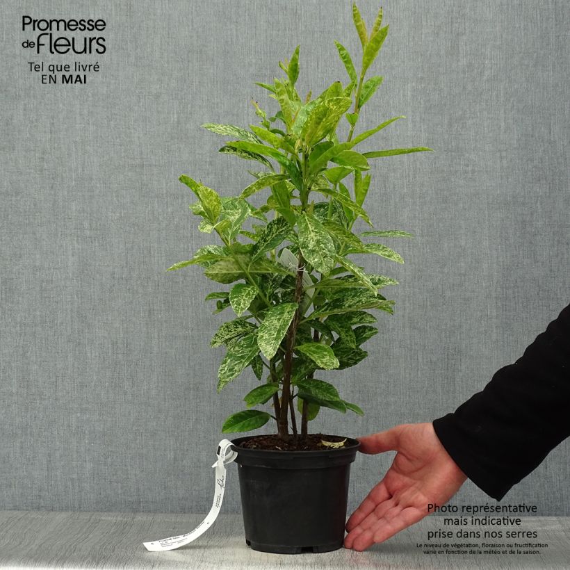 Example of Kirschlorbeer Marbled White - Prunus laurocerasus Topf mit 2L/3L as you get in printemps