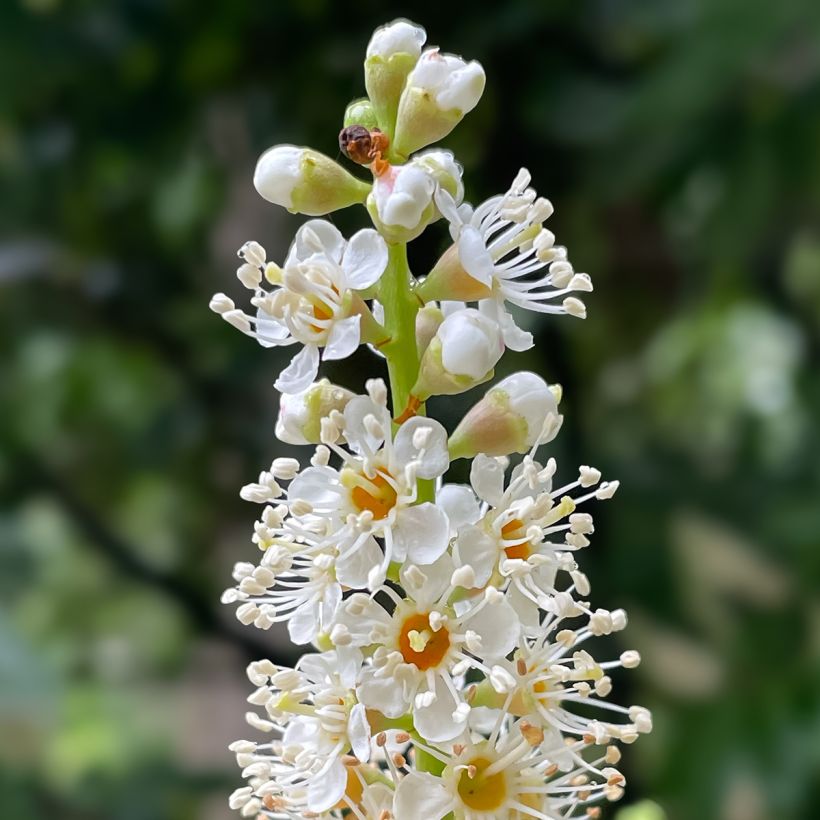 Kirschlorbeer Novita - Prunus laurocerasus (Blüte)