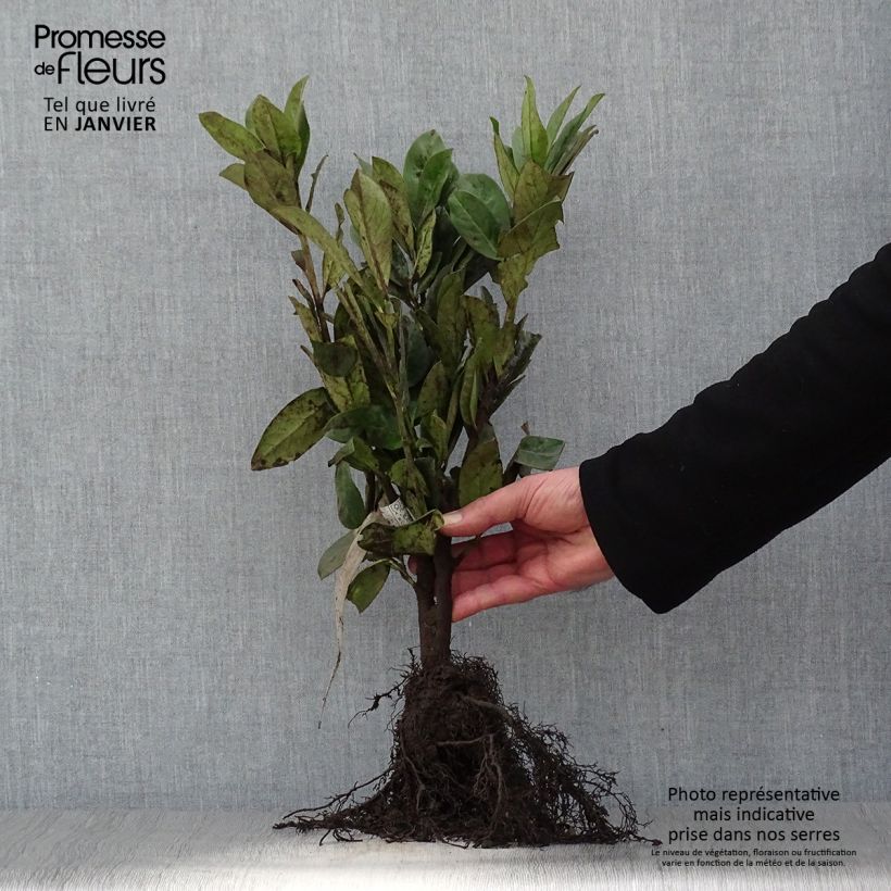 Exemplar von Kirschlorbeer Novita - Prunus laurocerasus Wurzelnackt wie im Winter geliefert