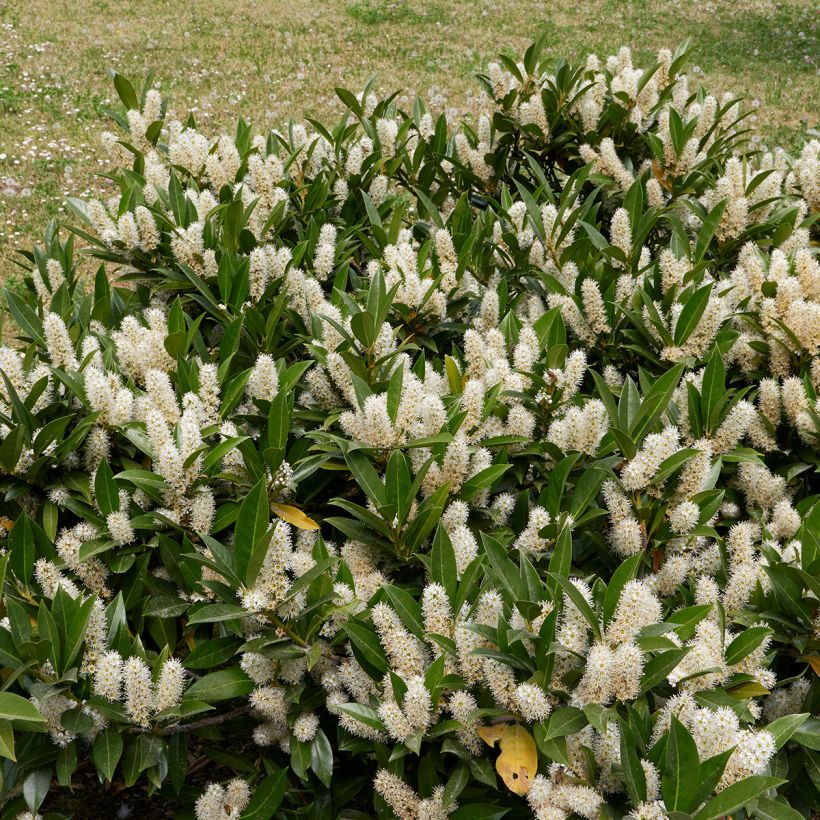 Kirschlorbeer Otto Luyken - Prunus laurocerasus (Wuchs)