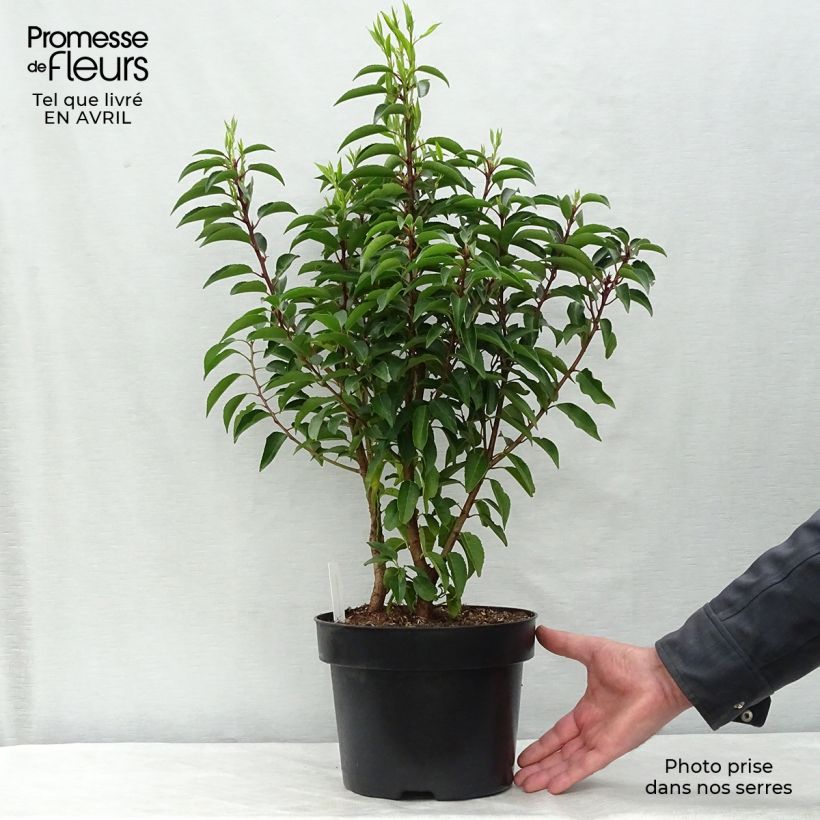 Exemplar von Portugiesische Lorbeerkirsche Angustifolia - Prunus lusitanica Topf mit 3L/4L wie im Frühjahr geliefert