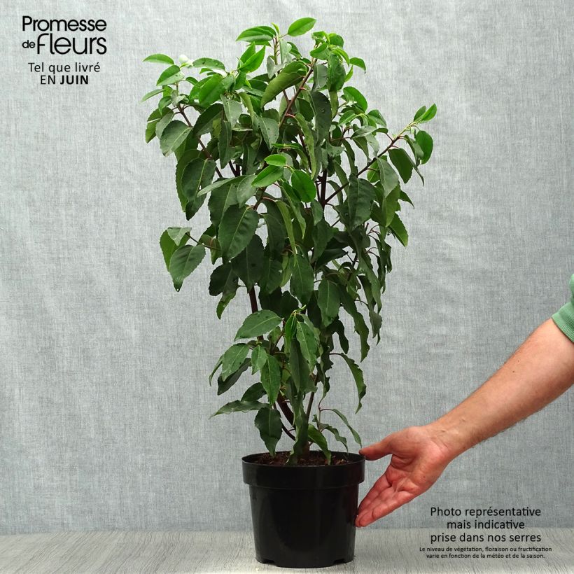 Exemplar von Portugiesische Lorbeerkirsche Angustifolia - Prunus lusitanica Topf mit 3L/4L wie im Sommer geliefert