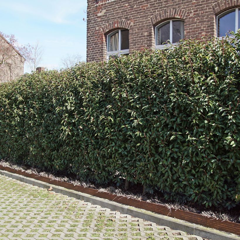 Portugiesische Lorbeerkirsche Angustifolia - Prunus lusitanica (Wuchs)