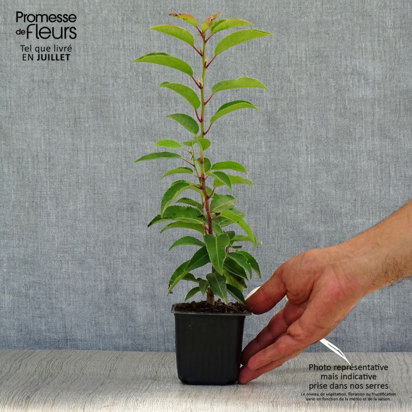 Exemplar von Portugiesische Lorbeerkirsche Angustifolia - Prunus lusitanica Kleine Töpfe von 8/9 cm wie im Sommer geliefert
