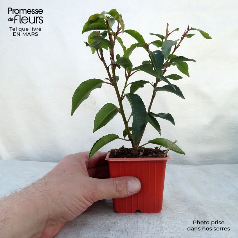 Exemplar von Portugiesische Lorbeerkirsche Angustifolia - Prunus lusitanica Kleine Töpfe von 8/9 cm wie im Frühjahr geliefert