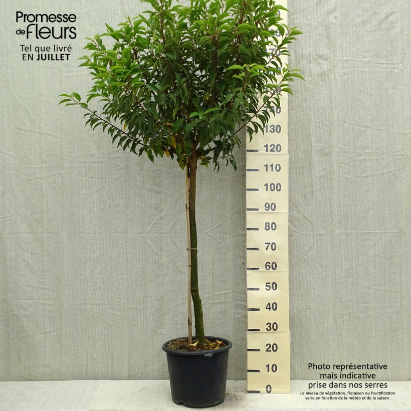 Exemplar von Portugiesische Lorbeerkirsche Myrtifolia - Prunus lusitanica Topf mit 12L/15L, Halbstamm wie im Sommer geliefert