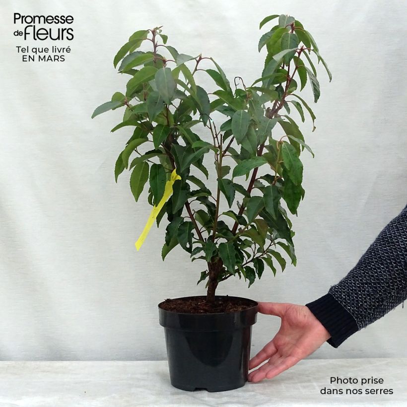 Exemplar von Portugiesische Lorbeerkirsche - Prunus lusitanica Topf mit 3L/4L wie im Frühjahr geliefert