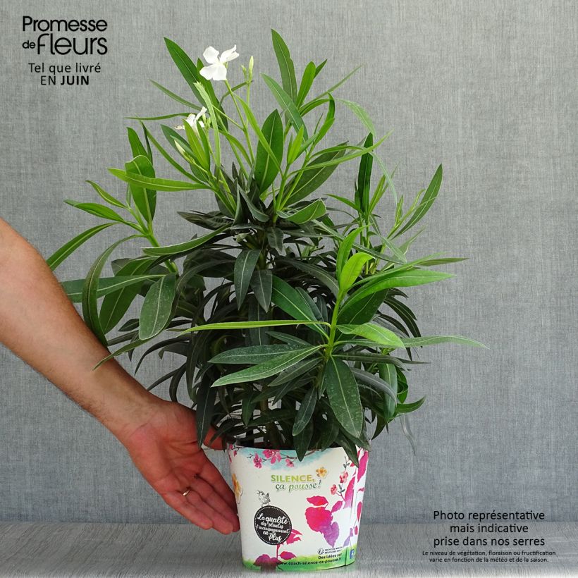 Exemplar von Oleander Alsace - Nerium Topf mit 3L/4L, Strauch wie im Sommer geliefert