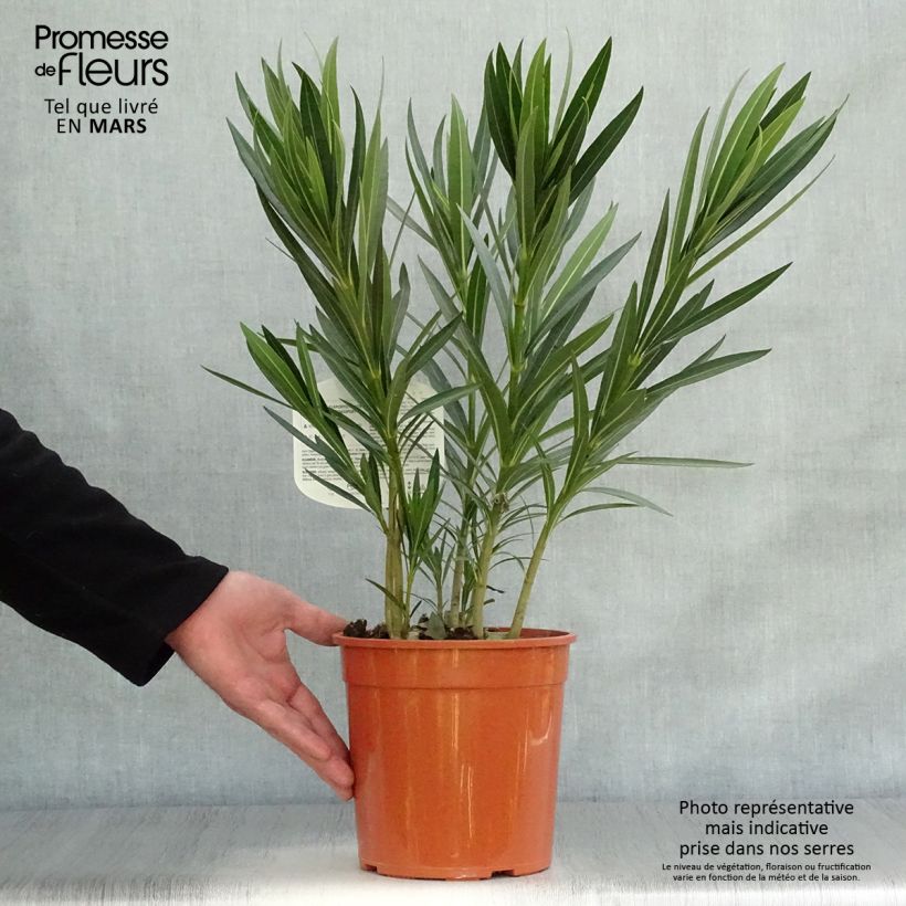 Example of Oleander Alsace - Nerium Topf mit 3L/4L, Strauch as you get in printemps
