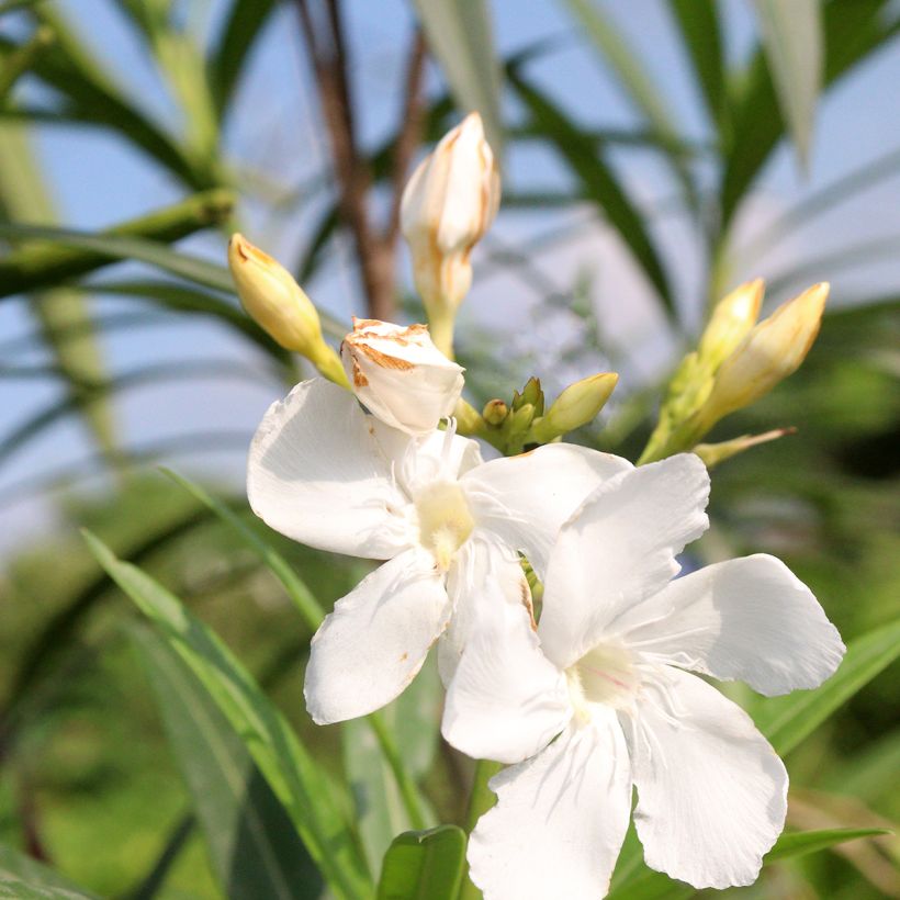 Oleander Alsace - Nerium (Flowering)