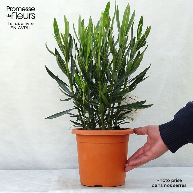 Example of Oleander Angiolo Pucci - Nerium Topf mit 3L/4L, Strauch as you get in printemps