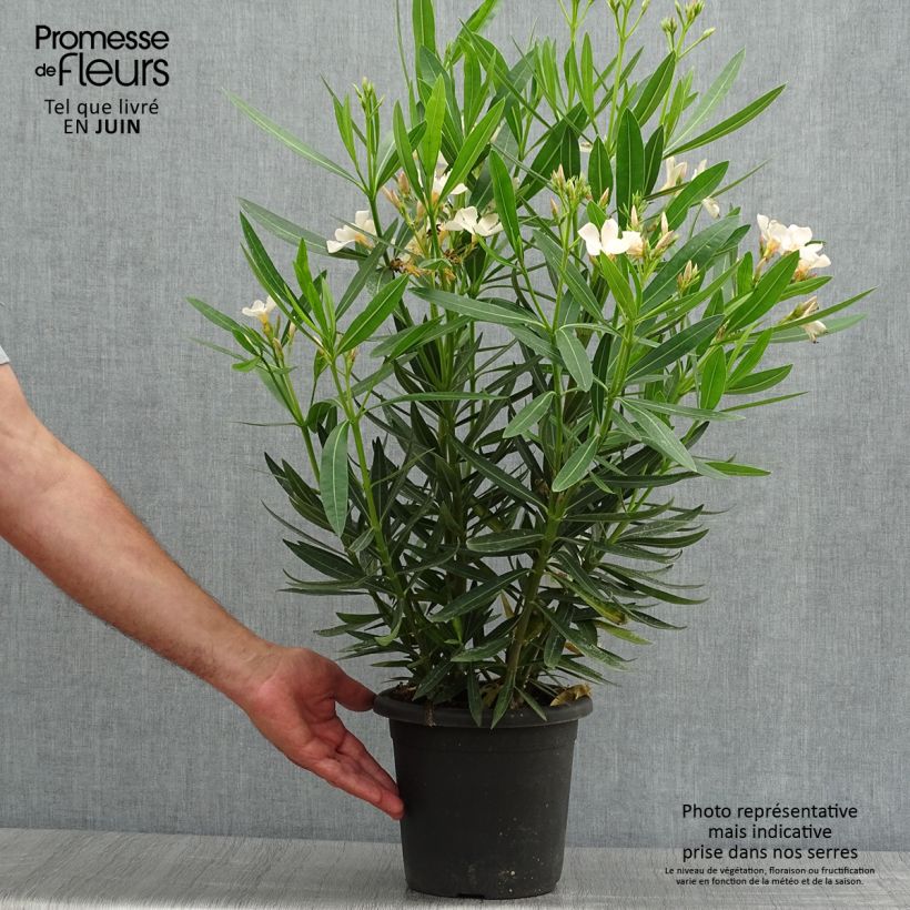 Exemplar von Oleander Angiolo Pucci - Nerium Topf mit 3L/4L, Strauch wie im Sommer geliefert