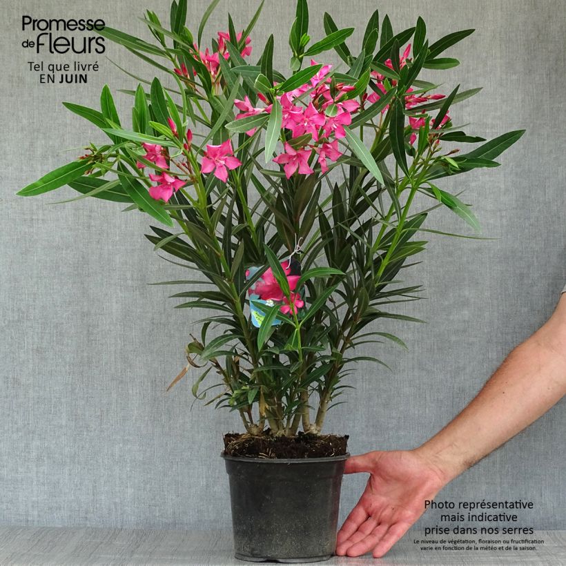 Exemplar von Oleander Italia - Nerium Topf mit 3L/4L, Strauch wie im Sommer geliefert