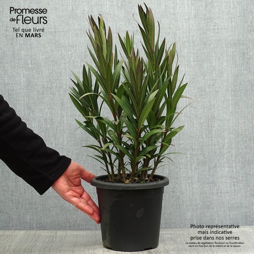 Example of Oleander Italia - Nerium Topf mit 3L/4L, Strauch as you get in printemps
