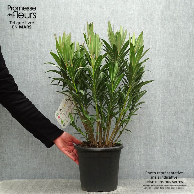 Example of Oleander Italia - Nerium Topf mit 7,5L/10L as you get in printemps