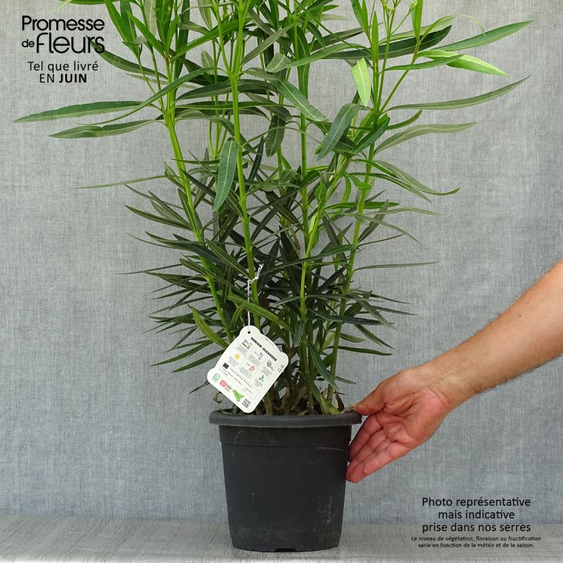 Exemplar von Oleander Luteum Plenum - Nerium Topf mit 3L/4L, Strauch wie im Sommer geliefert