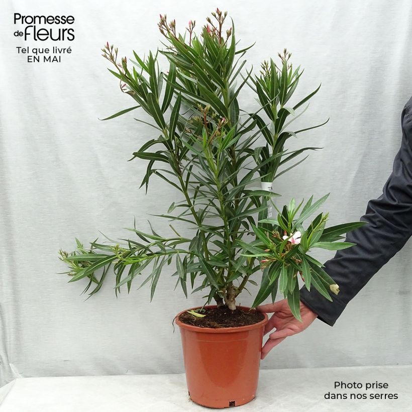 Example of Nerium oleander - Oleander Topf mit 6L/7L as you get in printemps