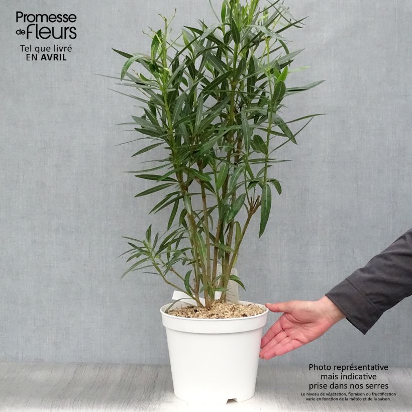 Exemplar von Oleander Weiss - Nerium Topf mit 6L/7L wie im Frühjahr geliefert