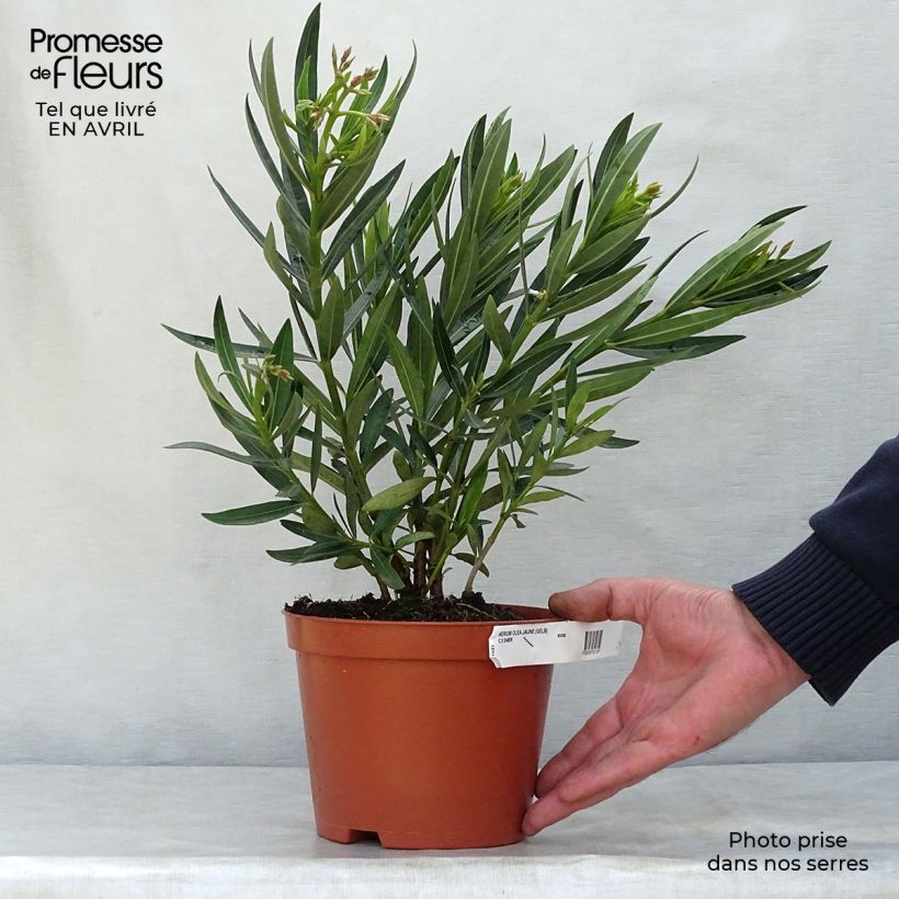 Example of Oleander Yellow - Nerium Topf mit 2L/3L, Strauch as you get in printemps