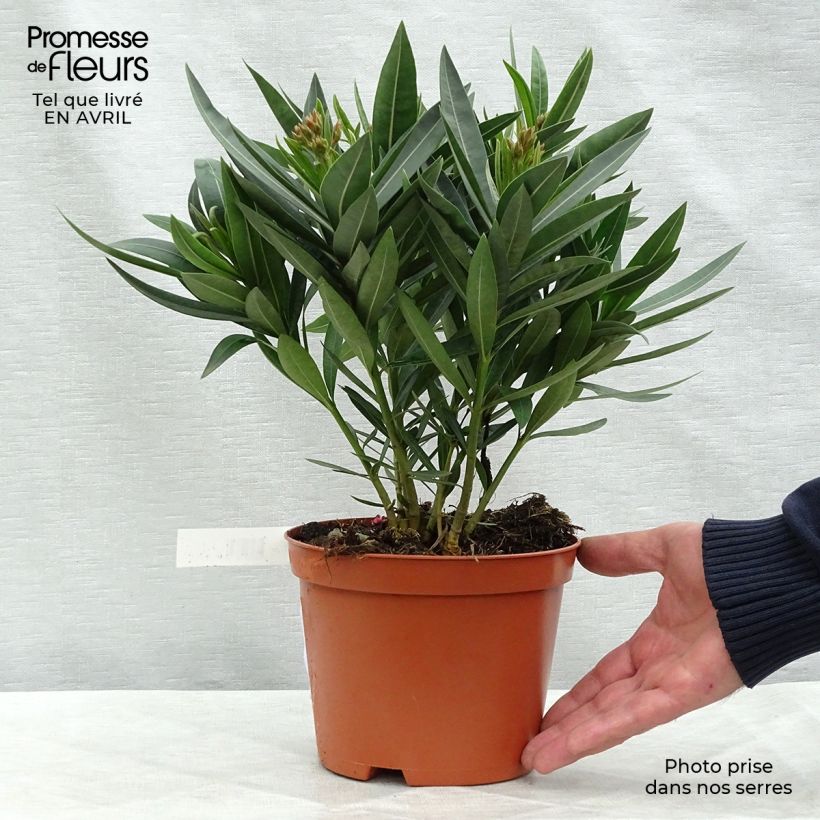 Example of Iris Fashion Statement - Schwertlilie Kleine Töpfe von 8/9 cm as you get in printemps