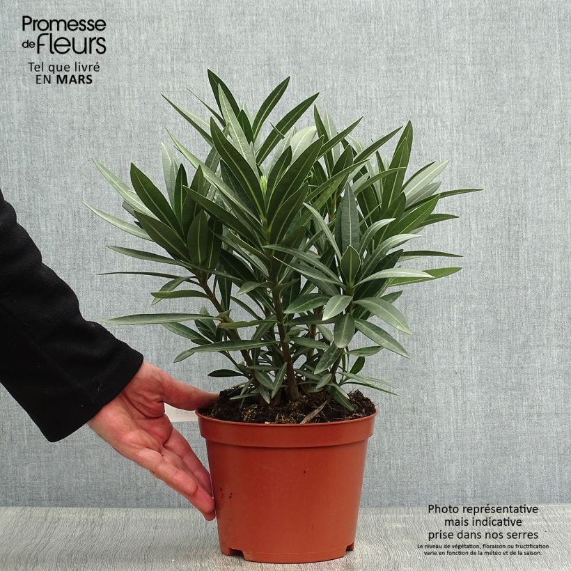 Example of Oleander Double Red - Nerium Topf mit 2L/3L, Strauch as you get in printemps