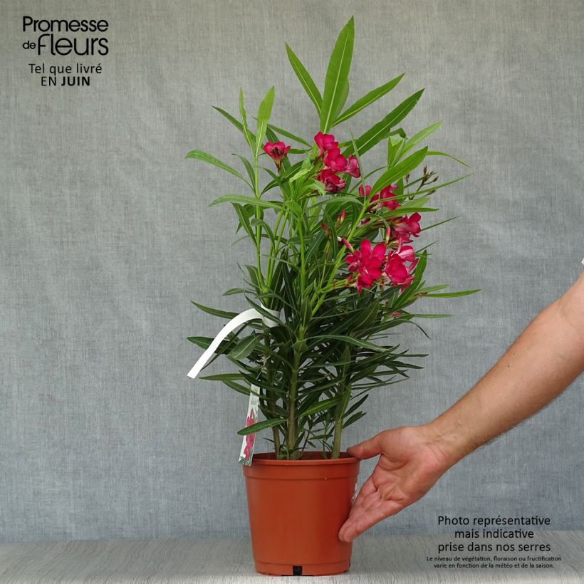 Exemplar von Oleander Simple Red - Nerium Topf mit 2L/3L, Strauch wie im Sommer geliefert
