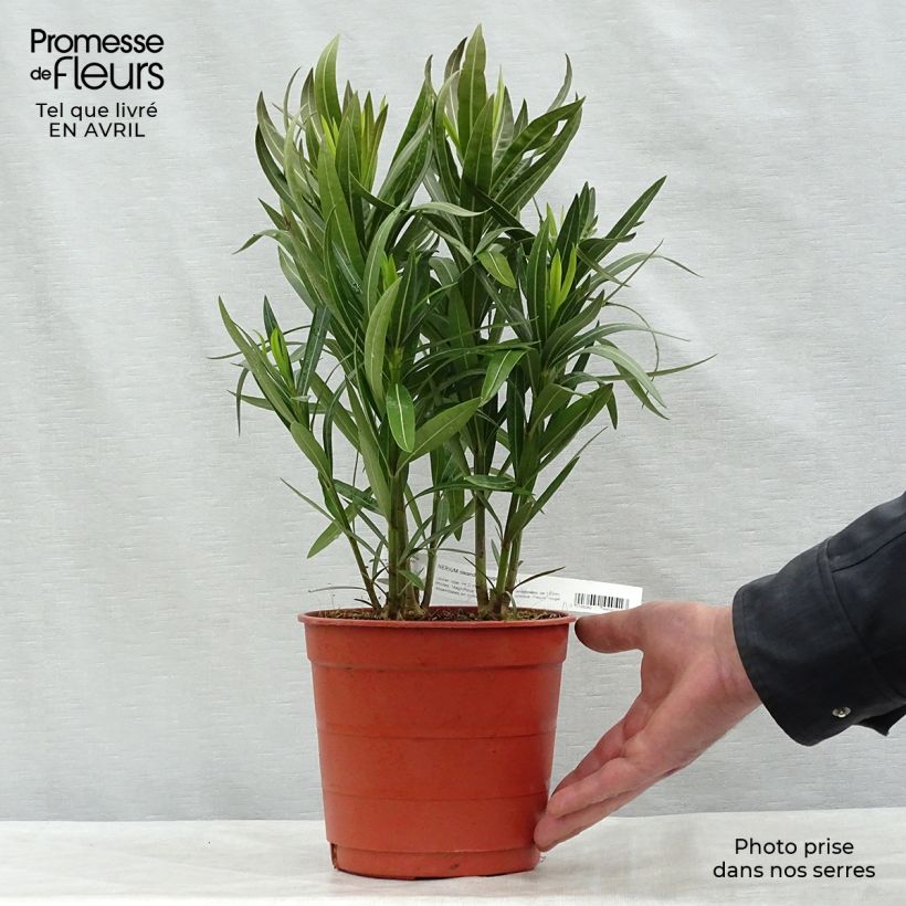 Example of Oleander Simple Red - Nerium Topf mit 2L/3L, Strauch as you get in printemps