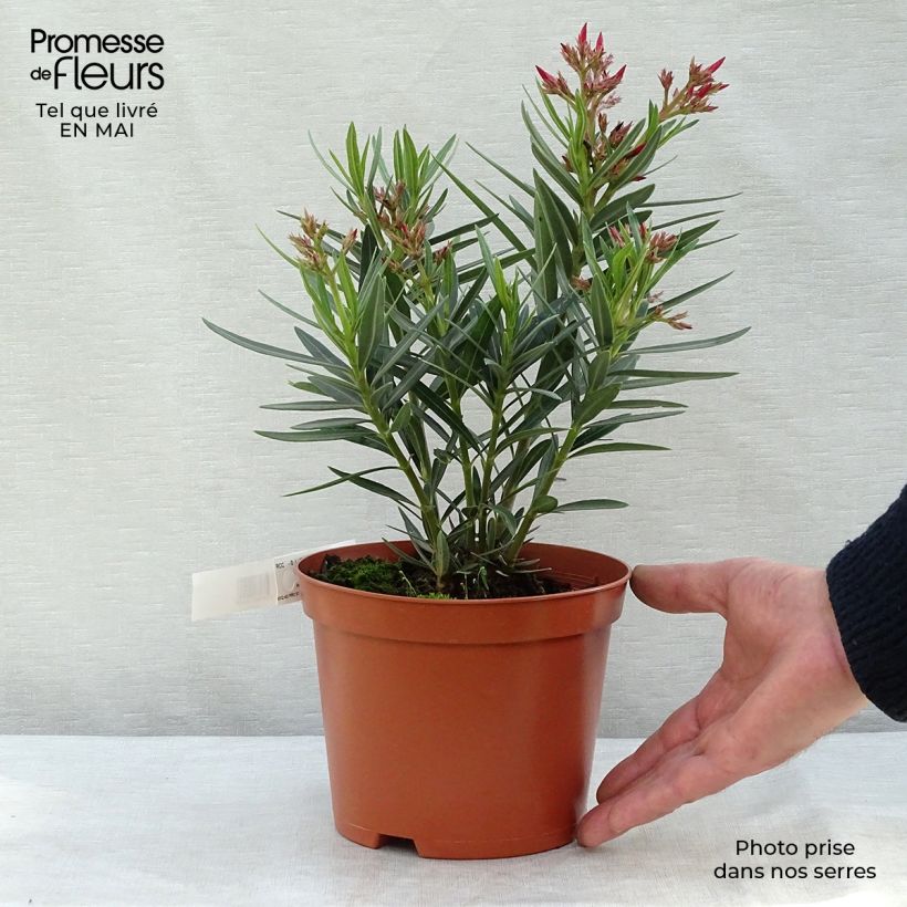 Example of Oleander Saumon - Nerium Topf mit 2L/3L, Strauch as you get in printemps
