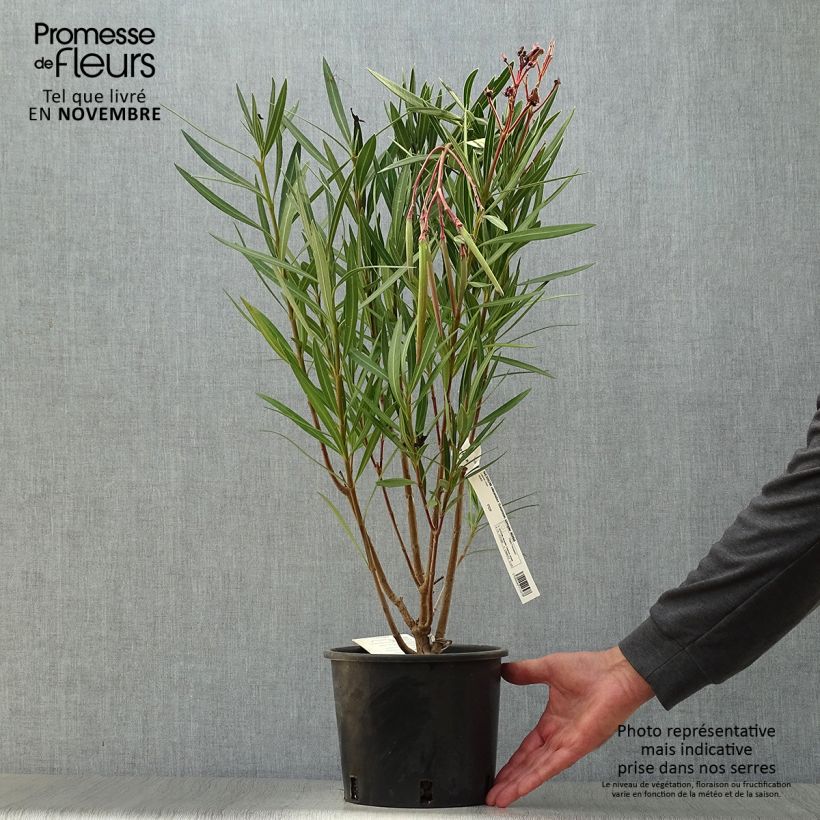 Exemplar von Oleander Saumon - Nerium Topf mit 2L/3L, Strauch wie im Herbst geliefert