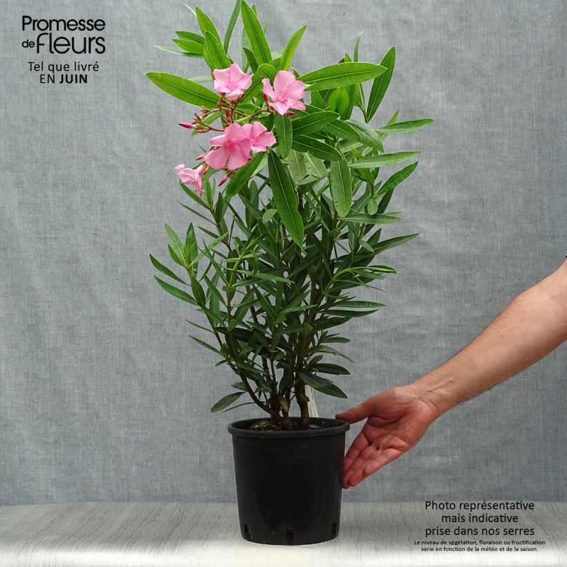 Exemplar von Nerium oleander - Oleander Topf mit 2L/3L wie im Sommer geliefert