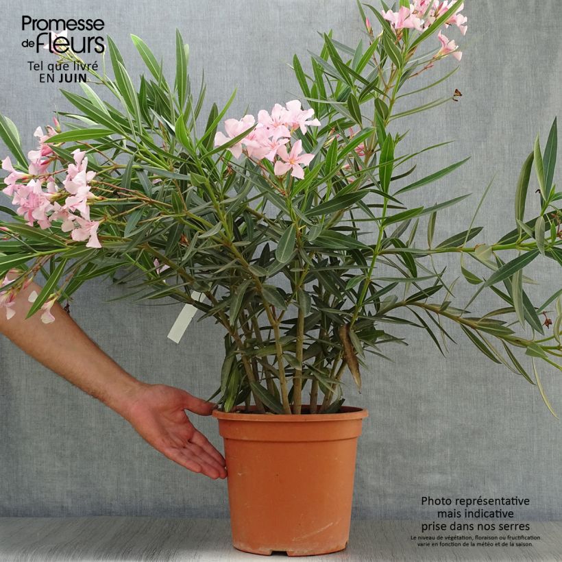 Exemplar von Nerium oleander - Oleander Topf mit 6L/7L wie im Sommer geliefert