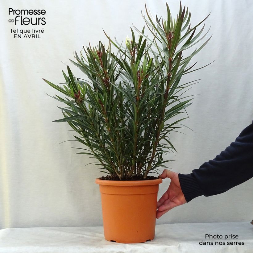 Example of Oleander Papa Gambetta - Nerium Topf mit 2L/3L, Strauch as you get in printemps