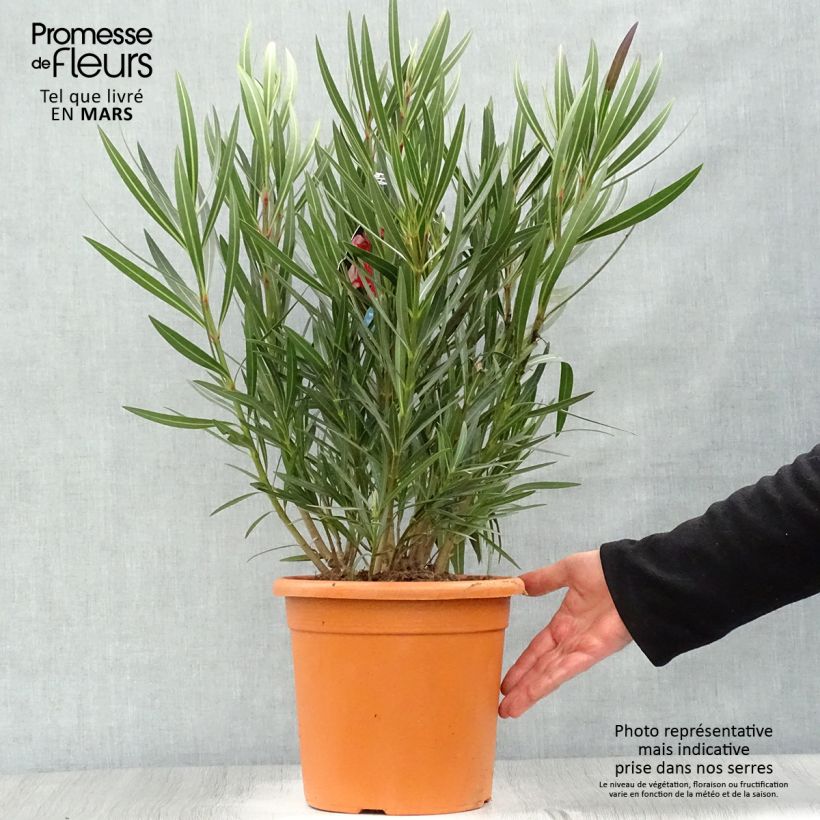 Example of Oleander Papa Gambetta - Nerium Topf mit 7,5L/10L as you get in printemps