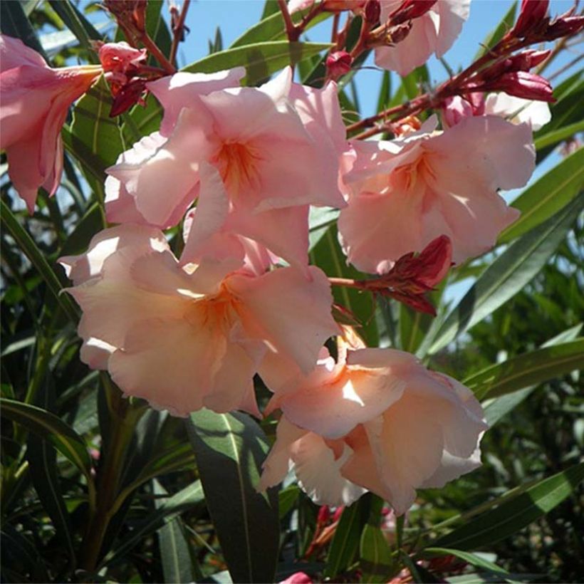 Oleander Provence - Nerium (Flowering)