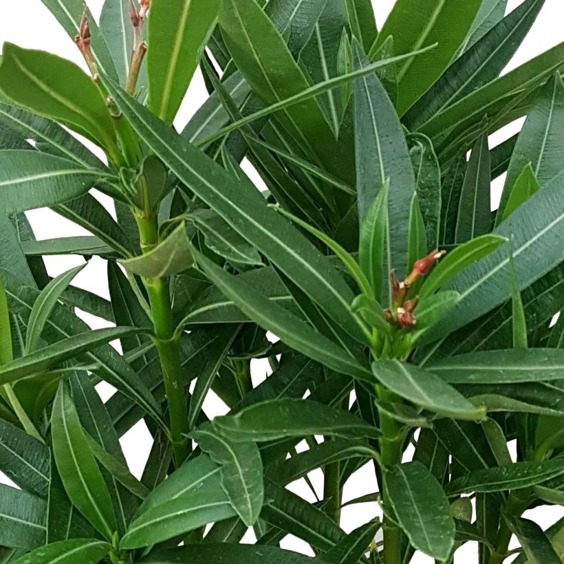 Oleander Soeur Agnes - Nerium (Foliage)